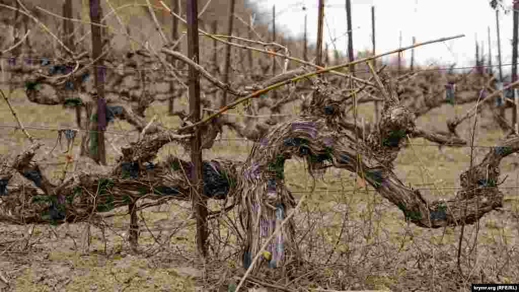 Длинная обрезка классического «каберне совиньон»