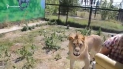 В сафари-парке «Тайган» лев «душил» туристов в объятиях (видео) В сафари-парке «Тайган» лев «душил» туристов в объятиях (видео)