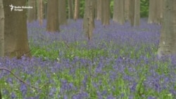 'Ljubičasta šuma' mirno utočište u stresnim vremenima