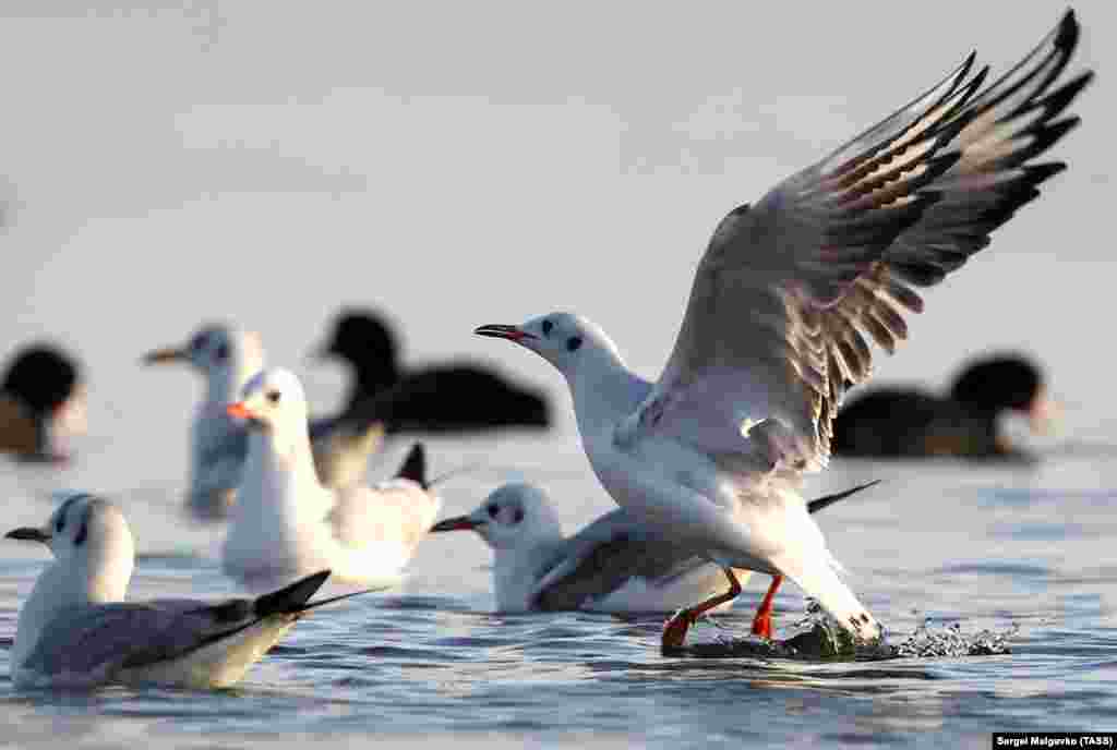 Чайки – привычные пернатые «соседи» крымчан.  Они могут добывать корм как в воде, так и на суше и, как правило, живут стаями 