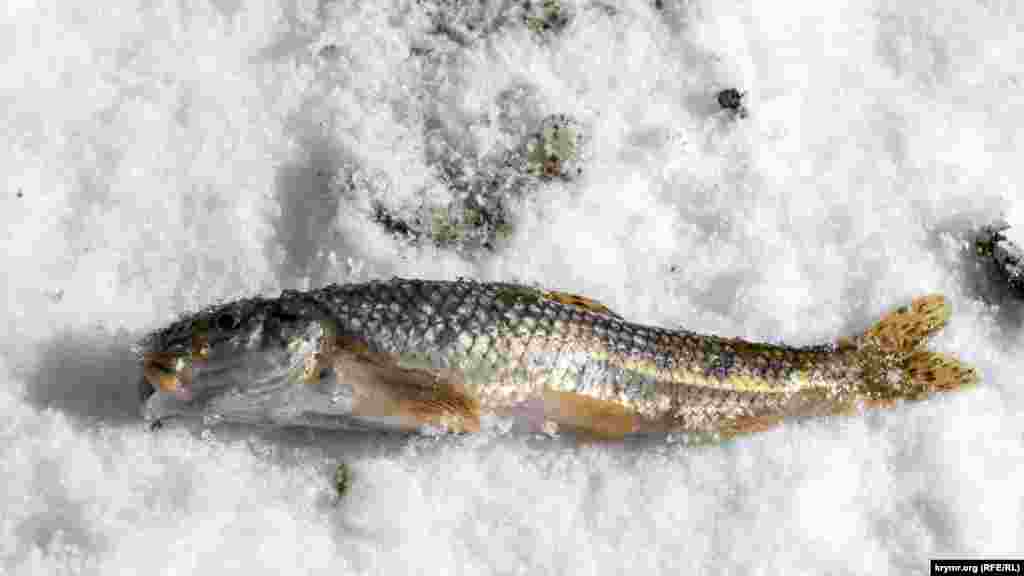 Маленький пескарь – улов одного из рыбаков