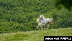 Banorët e Brusit merren kryesisht me bujqësi dhe blegtori.