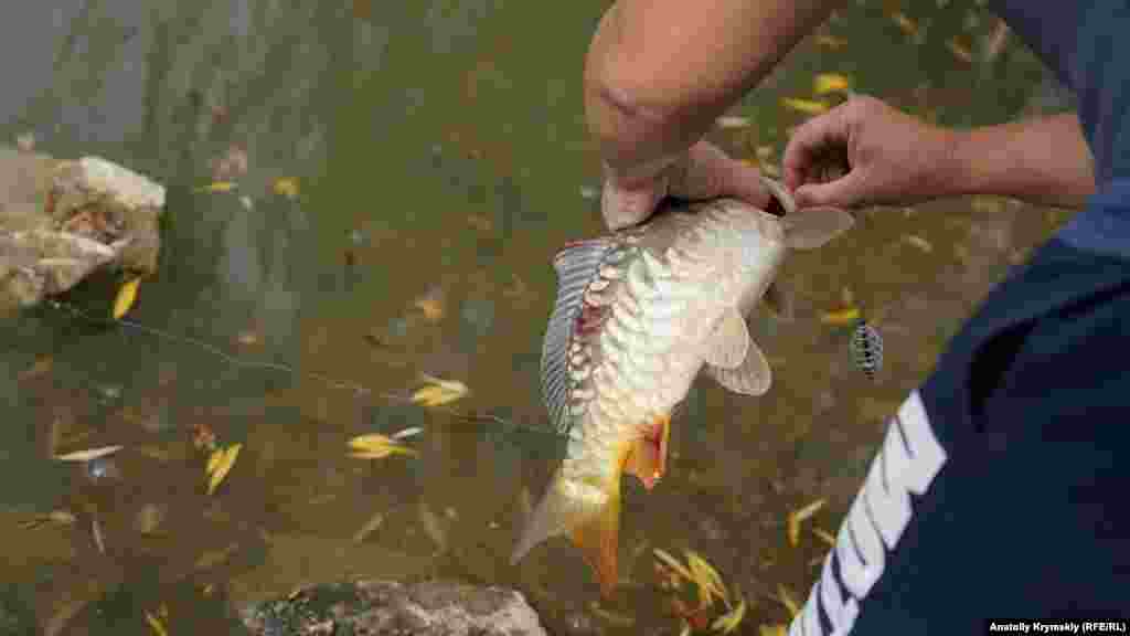 Снял с крючка и выпустил в озеро. Ялтинец хотел поймать карпа крупнее – весом не менее двух килограммов. Азартное удовольствие ему обошлось в 1000 рублей (400 гривен)