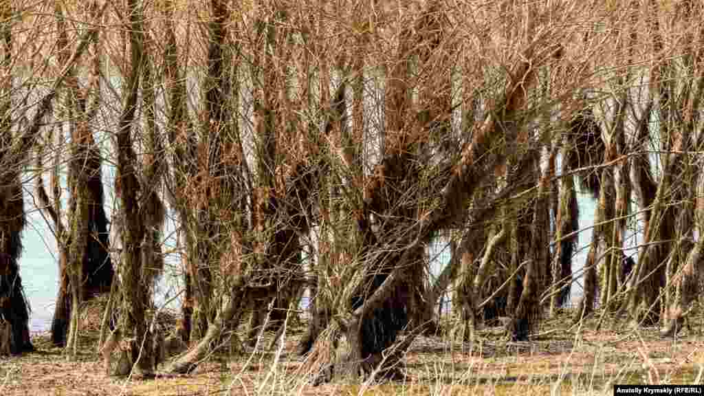 Несколько лет тому эти ракиты стояли «по пояс» в вешней воде, а теперь стали похожи на тропические заросли