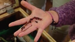 Австрія: життя без відходів (відео)