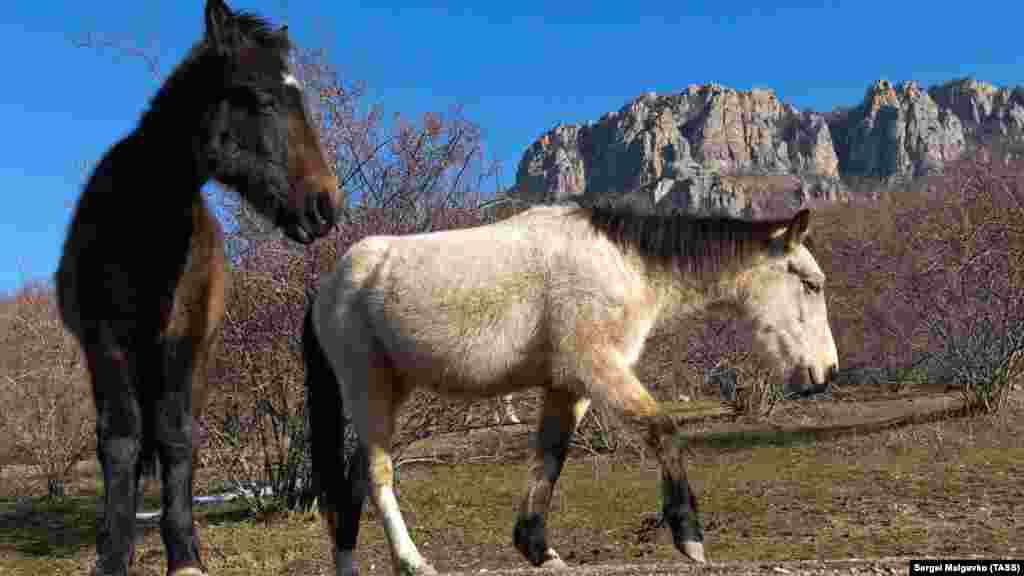 Лошади у подножия горы Демерджи в селе Лучистое. В этой фотогалерее мы собрали фотографии из мест, которые вряд ли посещал рядовой турист – сельские домики, крутые горные склоны, виноградники и маленькие озера