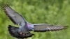 Летящий голубь. <a href = "http://en.wikipedia.org/wiki/Image:Rock_dove_-_natures_pics.jpg" target=_blank>Wikipedia. Creative Commons.</a>