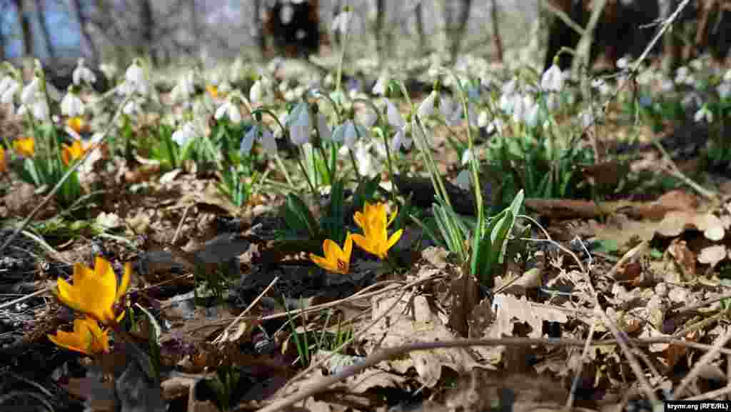 Ближе до південних схилів гори є і золотисті крокуси
