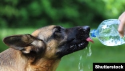 Спекотна безвітряна погода, що сприяє накопиченню в повітрі шкідливих домішок, тримається у столиці вже більше тижня