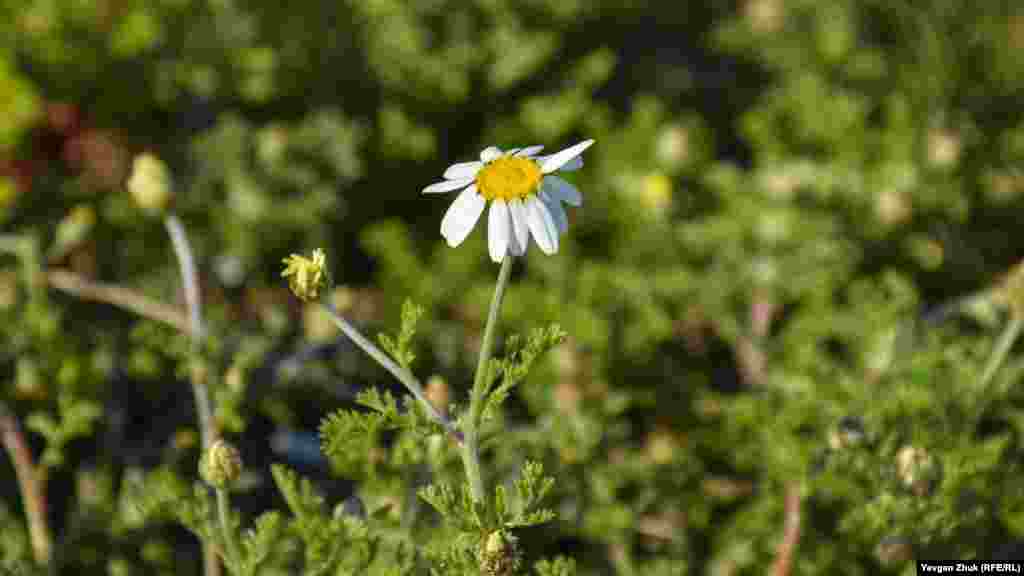 Анациклюс или испанская ромашка 