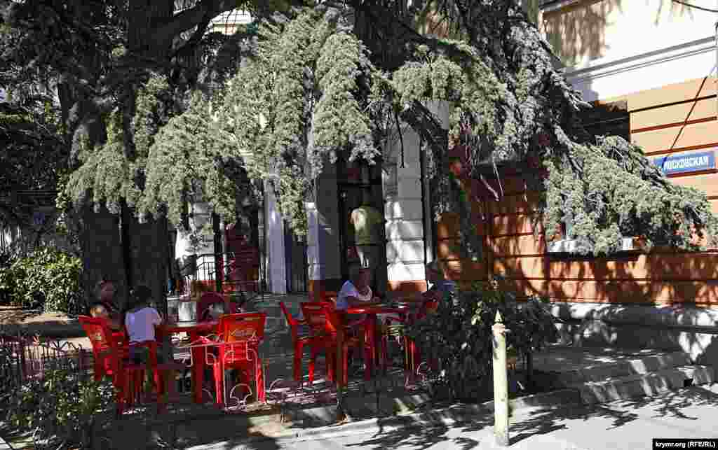 Столики кафе в тени огромного ливанского кедра – ну как не полюбить Ялту с первого взгляда!