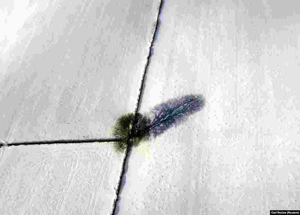 Велика Британія. Дерево у засніженому полі після того, як шторм «Дарсі» вразив значні частини країни, Бакстон, 10 лютого 2021 року  