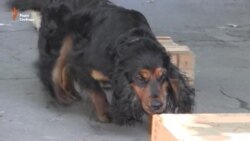 Поліцейські та прикордонні собаки обмінялися досвідом (відео) Поліцейські та прикордонні собаки обмінялися досвідом (відео)