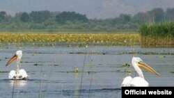 Prirodni svijet oko Solane u Ulcinju