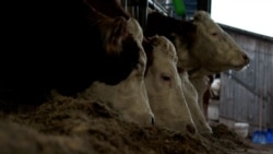 'Sve što nam je potrebno, proizvedemo': Žene u Krajini pokreću biznise 'Sve što nam je potrebno, proizvedemo': Žene u Krajini pokreću biznise