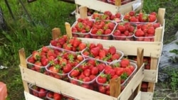 Jagode u prodaji preko Facebook grupe