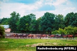 Коні повертаються зі щоденного випасу до загону