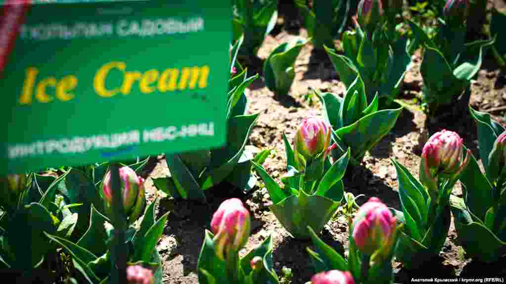 Сорт найпізнішого квітнення лише «просинається»