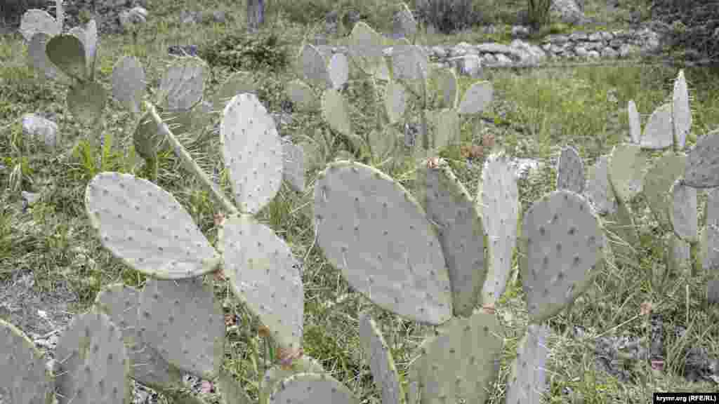 Рядом с фисташковыми рощами – поляна с кактусами опунциями, которые прекрасно прижились в Крыму