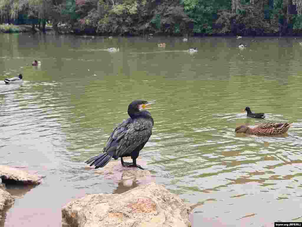 В пятый раз на зимовку в Гагаринский парк вернулся ставший уже знаменитым баклан Яшка