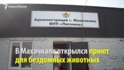 Махачкалинский приют для бездомных животных открыл свои двери Махачкалинский приют для бездомных животных открыл свои двери