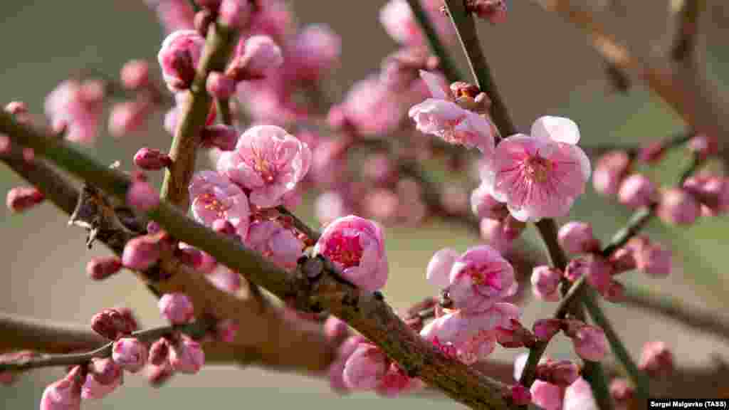 Абрикос Муме – декоративный зимнецветущий вид. В Азии его плоды маринуют или используют в качестве приправы: в свежем виде не едят из-за высокой кислотности  