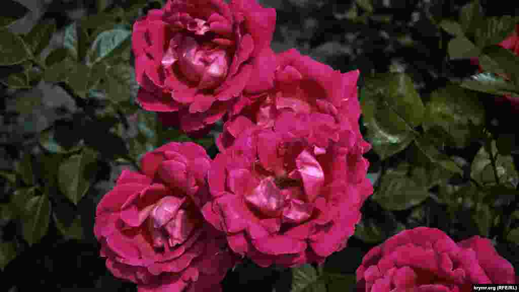 Полуплетистый «Никитский юбилей»