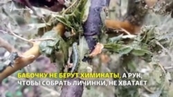 Леса Кубани и Адыгеи уничтожает бабочка Леса Кубани и Адыгеи уничтожает бабочка