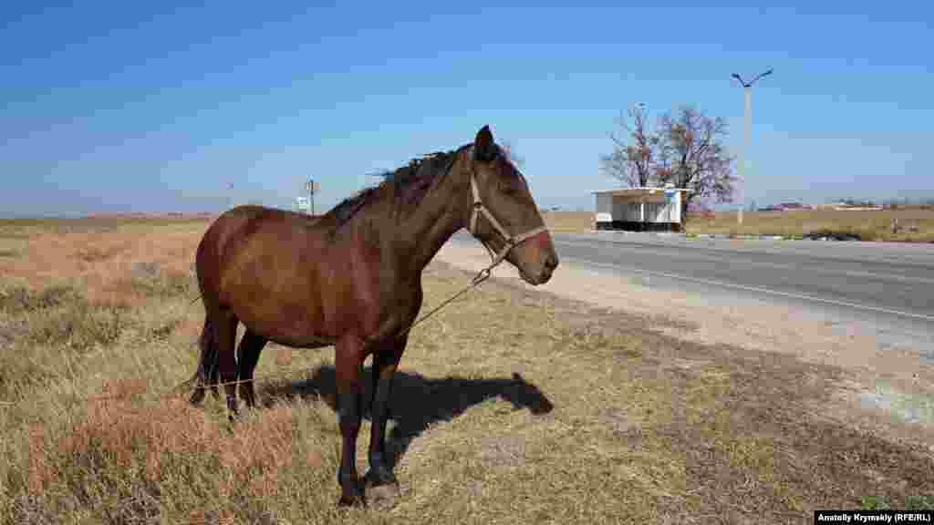 Вдоль автодороги «Армянск – Новая Каховка» на привязи пасутся лошади