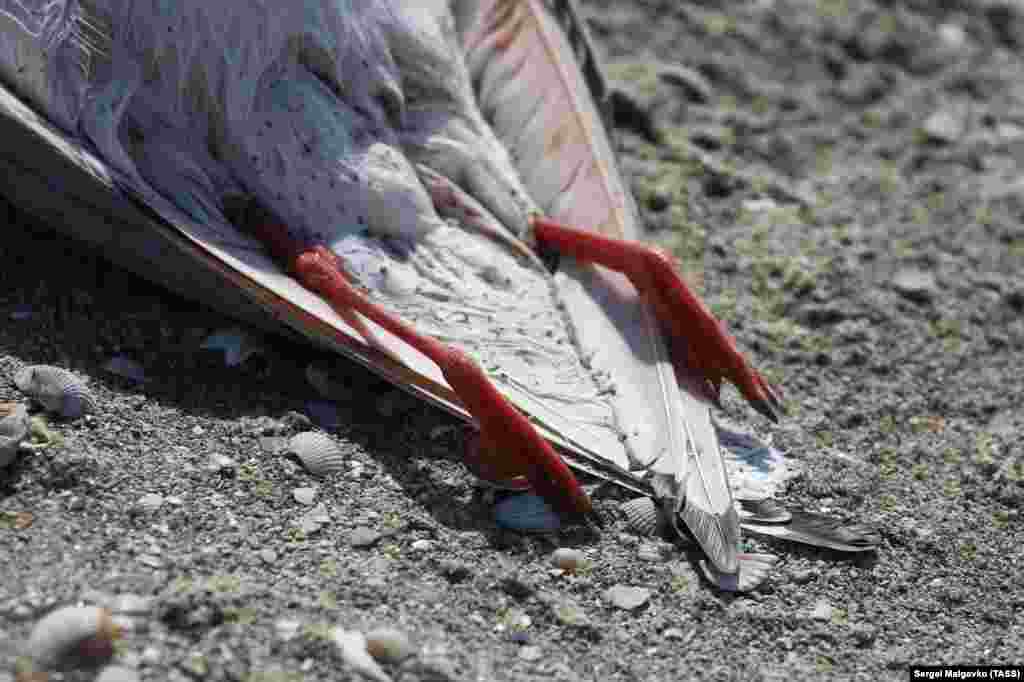 Глава Госкомитета ветеринарии российского правительства Крыма Валерий Иванов призвал крымчан пока что не посещать Сиваш