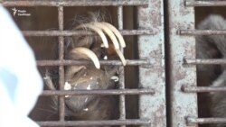 У Запоріжжі на стоянці в фургоні тримають циркового ведмедя: власники шукають для нього дім – відео У Запоріжжі на стоянці в фургоні тримають циркового ведмедя: власники шукають для нього дім – відео