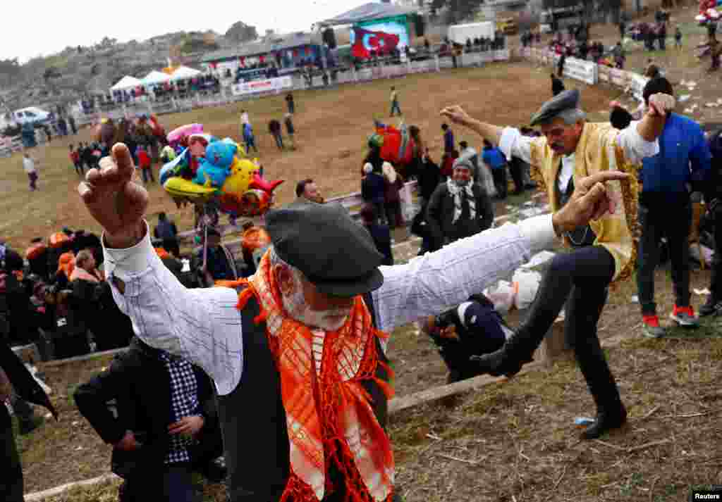 Бои проводятся только в зимнее время года – в период спаривания верюблюдов, когда самцы ведут себя наиболее агрессивно
