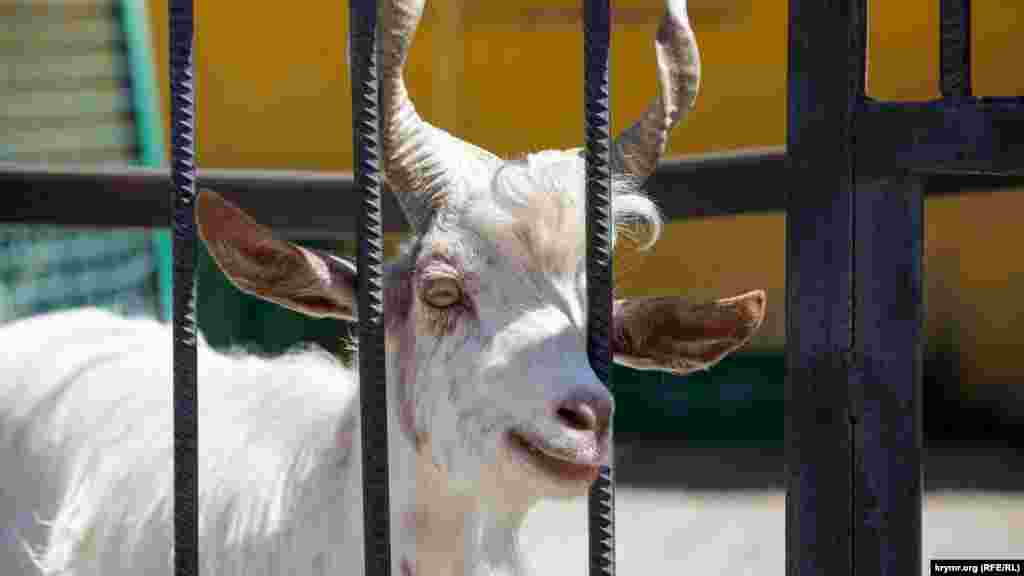 Козел – один из обитателей зоопарка «Тайган»