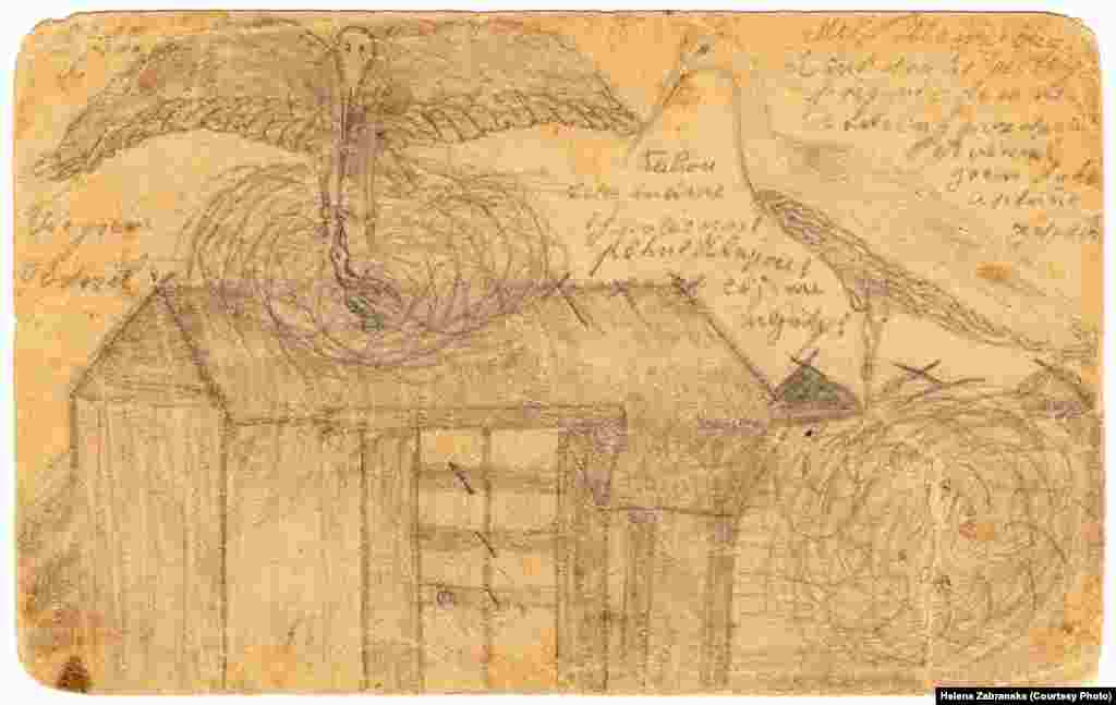 Судя по всему, об аистах: "У нас тут целая компания. Их гам приносит радость"