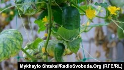 В теплицах выращивают огурцы, перец, капусту, зелень и многое другое