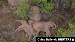 Близько 1 мільйона видів рослин і тварин перебувають під загрозою зникнення