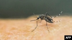 Комар, переносчик вируса Зика в лаборатории