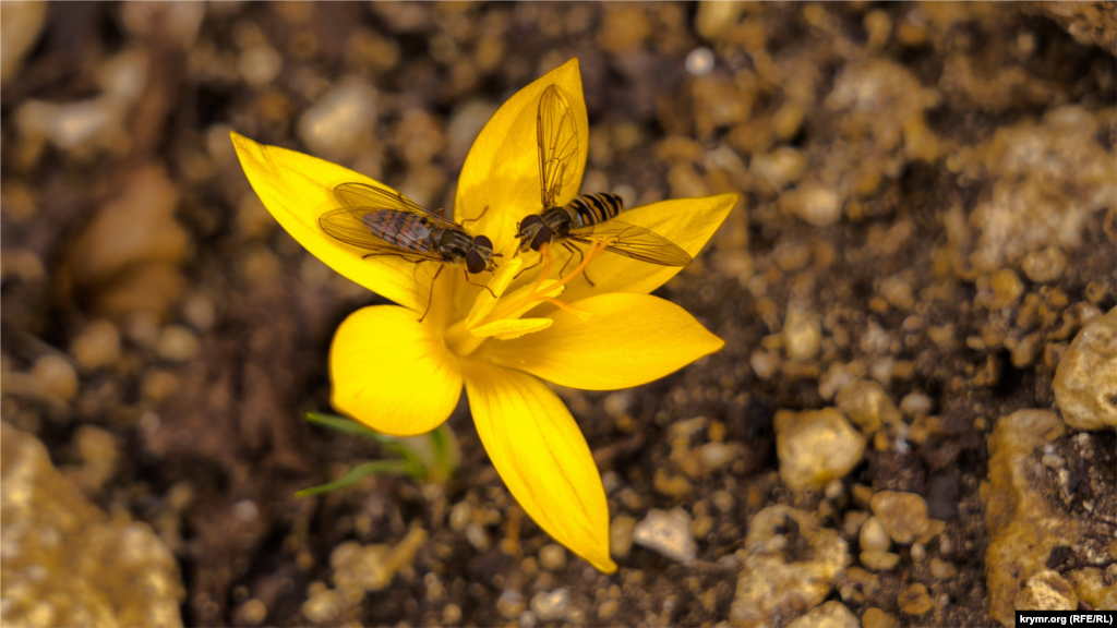 В урочище Бакла близ Бахчисарая в Крыму распустились шафраны золотистые 