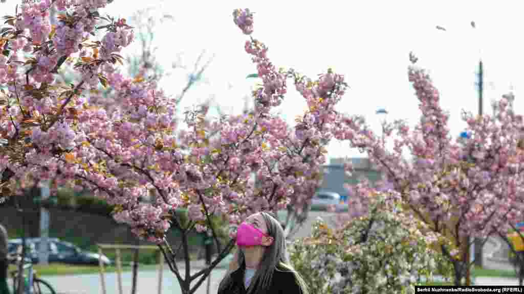 Алея сакур зацвіла в київському парку «Кіото» поблизу станцій метро «Лісова» та «Чернігівська». У 2012 році алею внесли у Книгу рекордів України. Її довжина становить понад 987 метрів. Сам парк заснували у 1972 році на знак дружніх відносин між Києвом та японським Кіото