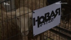 Росія: до «Нової газети» привезли клітки з вівцями. Помста за розслідування щодо Путіна? Росія: до «Нової газети» привезли клітки з вівцями. Помста за розслідування щодо Путіна?