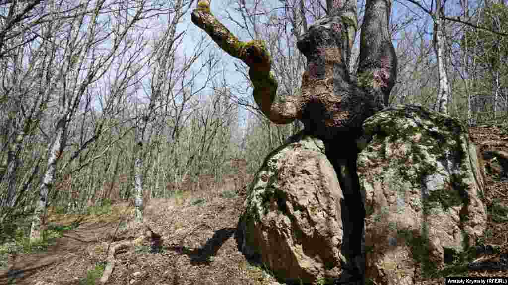 Граб «раскроил» скалистую породу