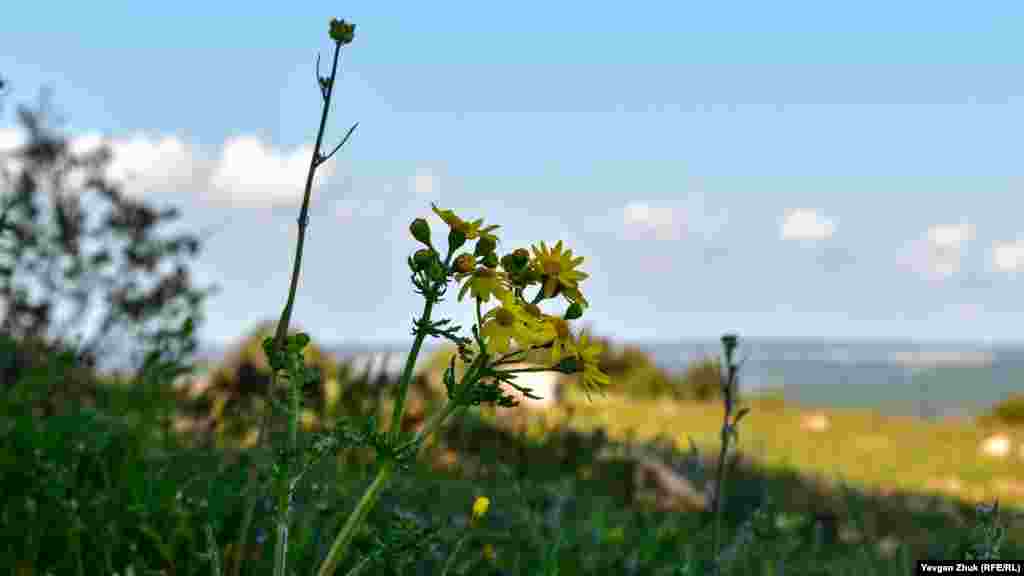 Тянутся к солнцу желтые цветы крестовника 