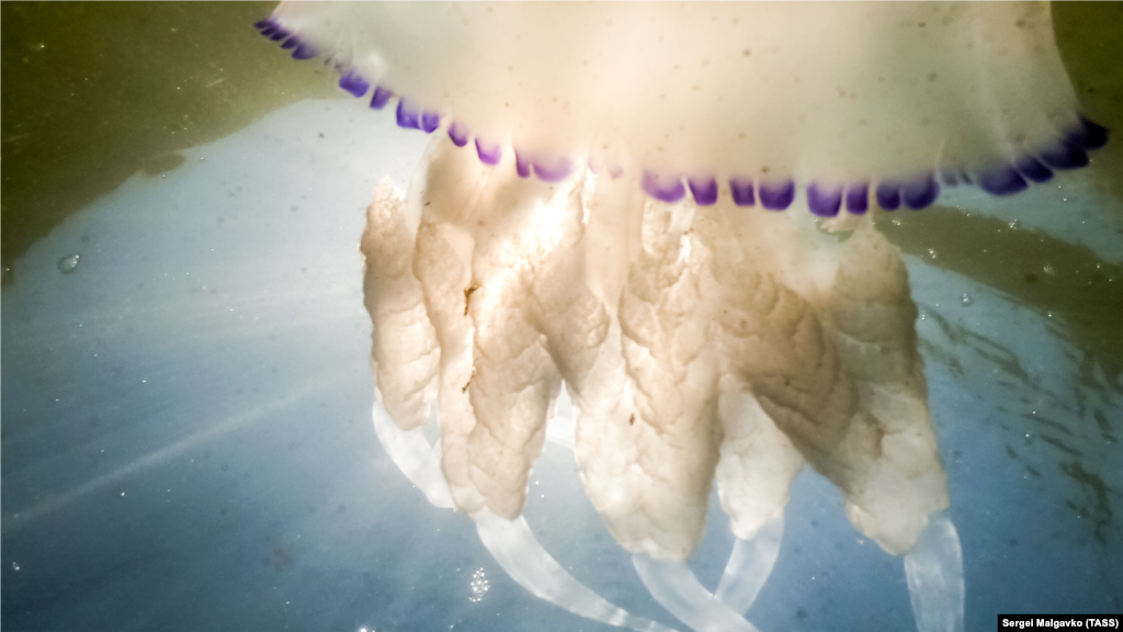 Глава Запорожской облгосадминистрации Александр Старух обвинил в нашествии медуз в Азовском море Россию. По его словам, к этому привело строительство Керченского моста и то, что Россия забирает воду для орошения из рек Дона и Кубани, вследствие чего в море попадает все меньше пресной воды. Чиновника поддержал директор Приазовского Национального парка Дмитрий Воловик. А вот заведующая лабораторией гидробиологических исследований украинского Института рыбного хозяйства и экологии моря Вера Гетьманенко утверждает, что благоприятные для медуз условия начали складываться в Азовском море еще до аннексии Крыма. По ее словам, у Азовского моря есть циклы солености, которые вызывают попеременное увеличение и уменьшение популяции медуз.  На фото: пляж в селе Мысовое Ленинского района, 28 августа