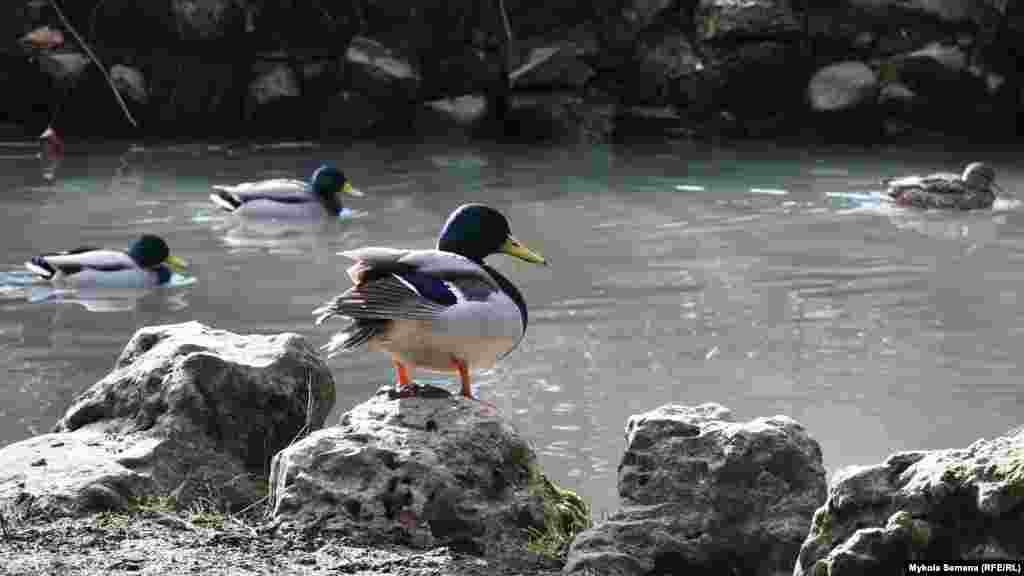 Теплой зимой ботанический сад полон жизни – посетители, чаще всего дети, кормят голубей и уток