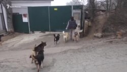 Море, музыка, Мухтар: история поющего пса из Ялты (видео) Море, музыка, Мухтар: история поющего пса из Ялты (видео)