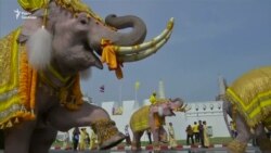 Слони також привітали нового короля Таїланду з його сходженням на престол – відео