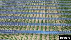 Сонячні панелі на плантації хмелю в Баварії, фото ілюстративне