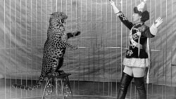 Цирковые животные Цирковые животные