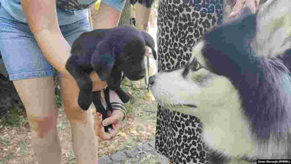 Prvi susret kandidata za usvajanje i vlasničkog psa: Štene iz azila i haski Kleopatra.