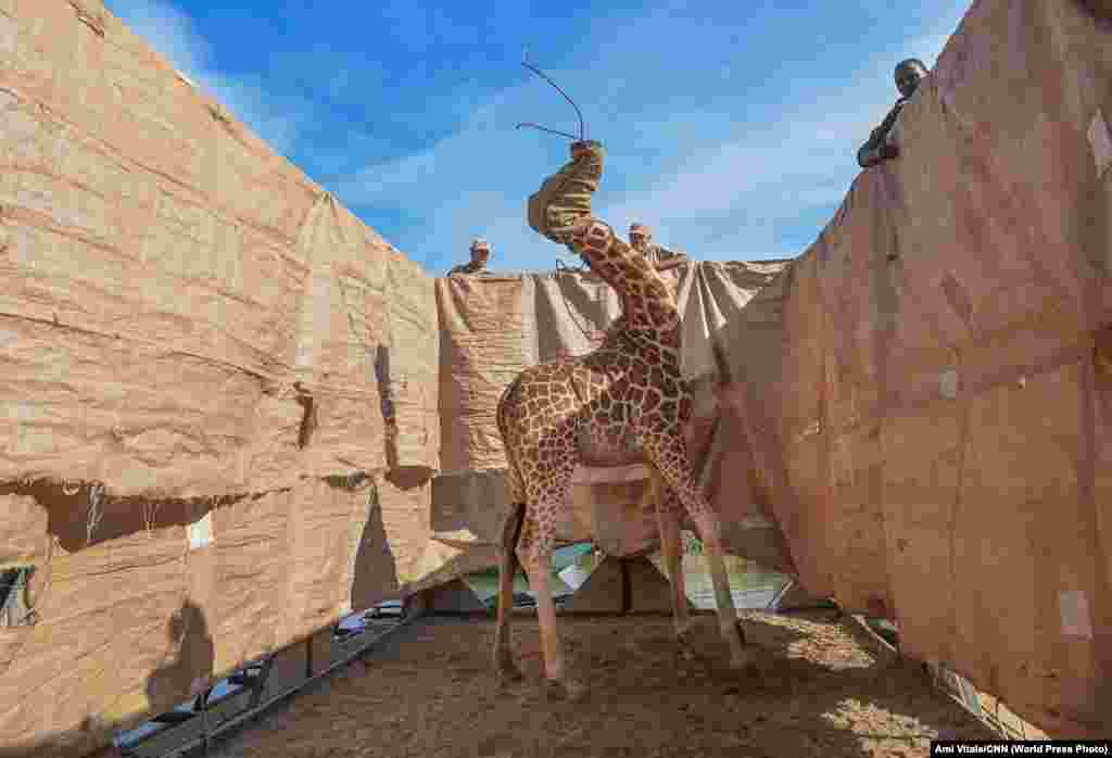 Жирафа Ротшильда (Giraffa camelopardalis rothschildi) транспортується в безпечне місце на спеціально побудованій баржі з затопленого острова Лонгічаро, озеро Барінго, в західній Кенії, 3 грудня 2020 року. Жирафи Ротшильда є підвидом північних жирафів і класифікуються як ті, що перебувають під загрозою зникнення. Жирафа – найвищий наземний ссавець у світі, а жирафа Ротшильда – один із найвищих підвидів, що виростає до шести метрів у висоту. Острів Лонгічаро колись був півостровом. Підвищення рівня води в озері Барінго за останні десять років перетворило півострів на острів.   Природа: Перша премія, історії – Амі Вітале